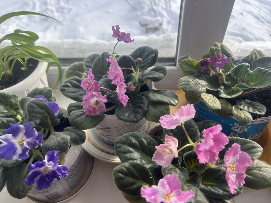 Продам фиалки разных цветов