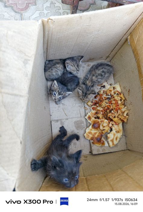 Отдам котят бесплатно
