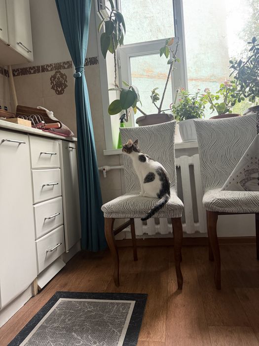 Игривый котенок бесплатно