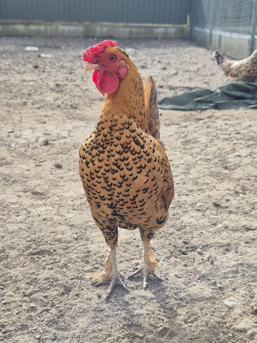 Cocoș pitic (liliput)