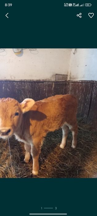 Телёнок тёлочка продам