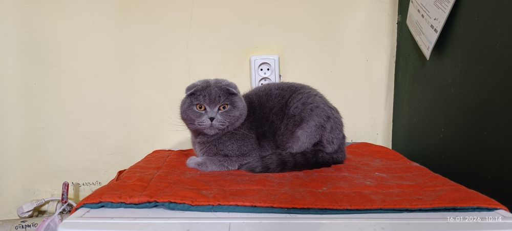 Продаётся Кот чисто породистый Скоттиш Фолд