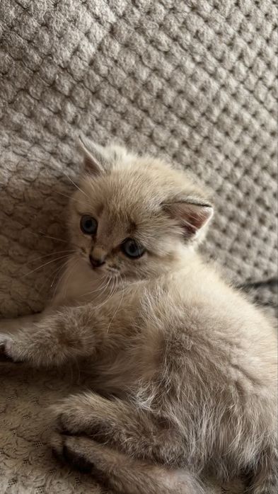 Котенок бесплатно