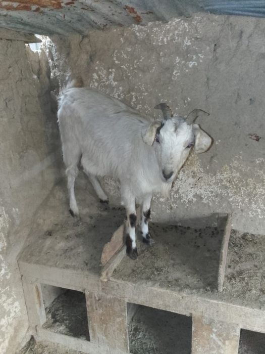 Заненский теке. Ешкилер сатылады