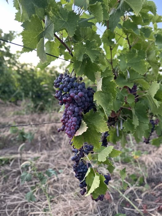 Direct din podgoriile Vrancei – Struguri buni de vin, culeși la timp!