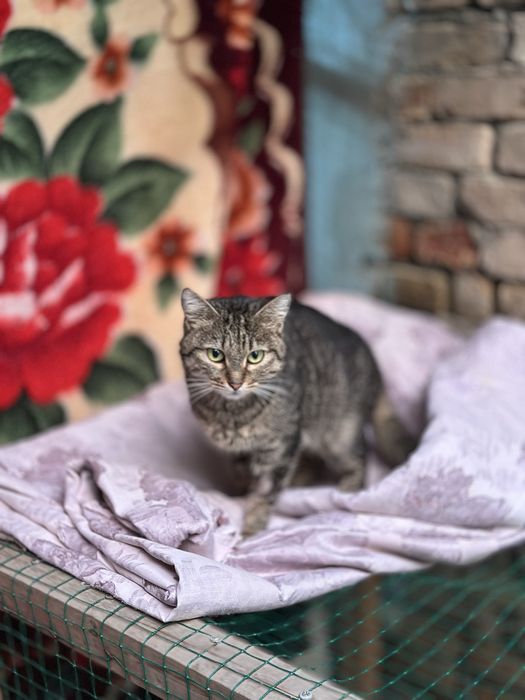 Кошки и котята на пристройство