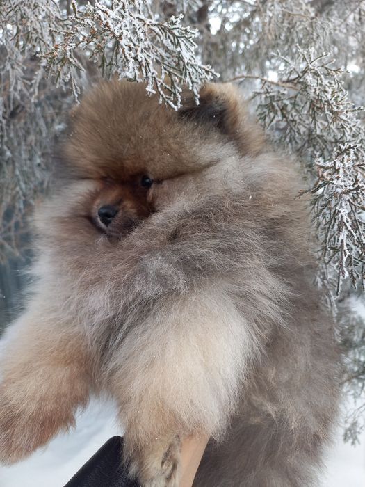 Продаётся померанский шпиц