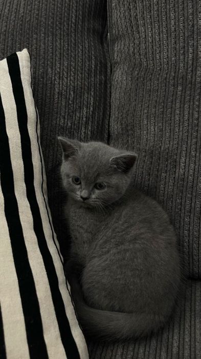 Британски мушукча