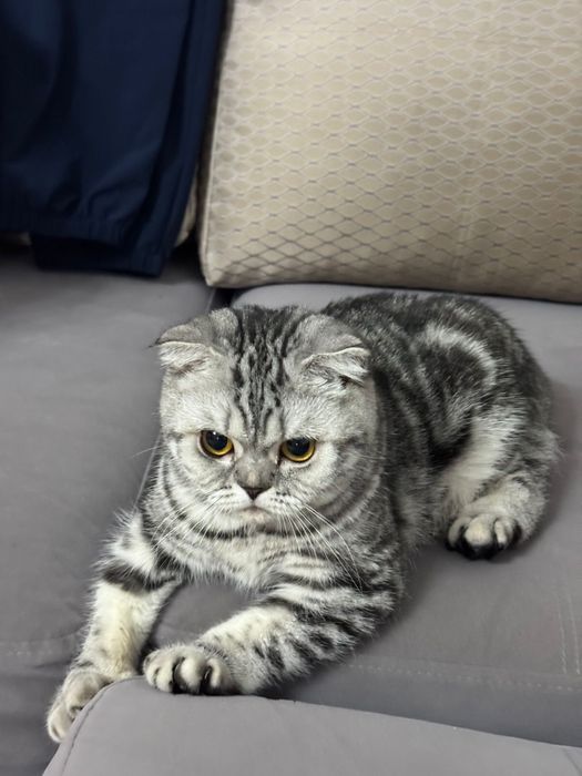 Шотландский вислоухий кошка