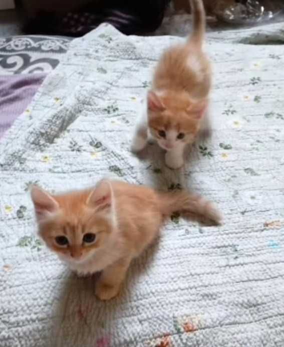 отдаются котята в хорошие руки
