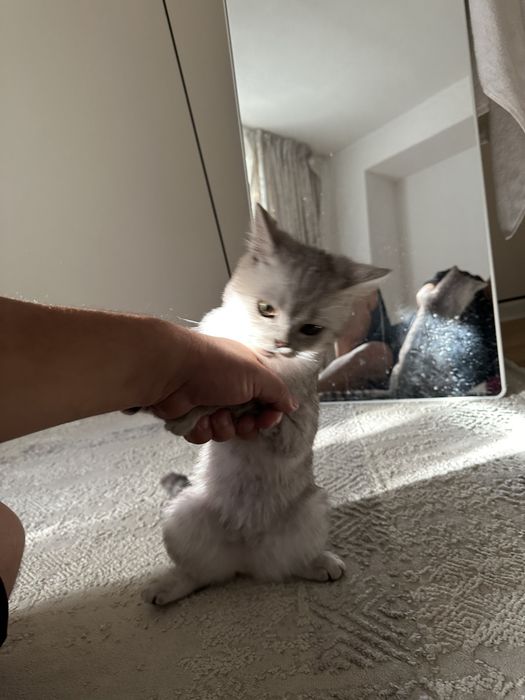 Кот Британец короткошерстная