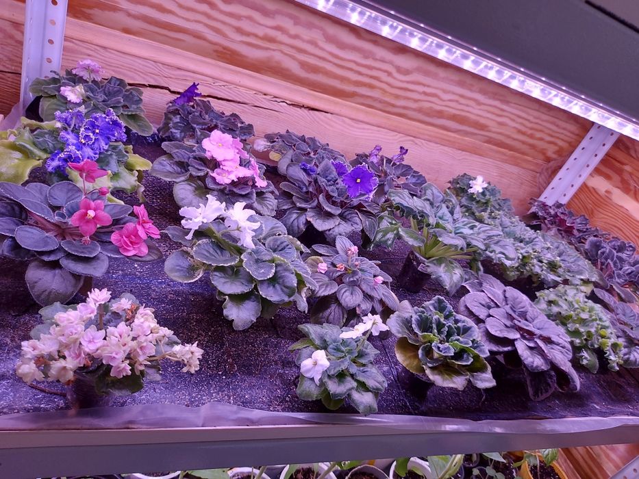 ФИАЛКИ (более 100 сортов) !