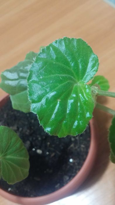 Комнатная бегония