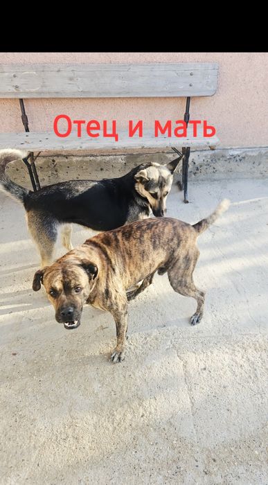 Щенки отдам бесплатно