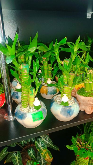 KAMELYA gulimiz aksiyada 79.000