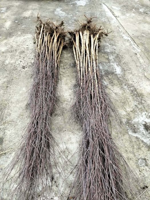 Avem oferită la puieți tratați salcâm mesteacăn brad molid pin Tei fag