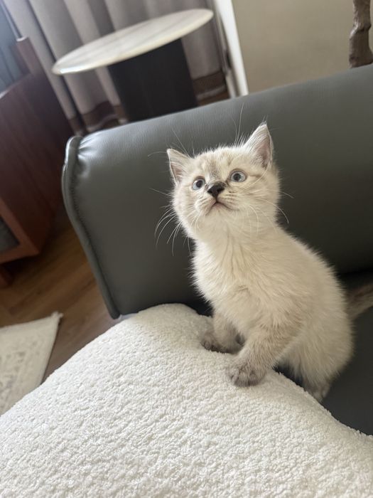 Котенки милые сладкие