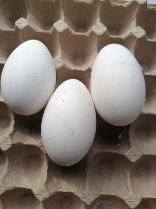 Яйца гусиные инкубационные