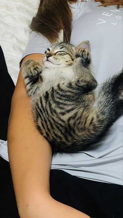 Отдам котеночка в добрые руки!