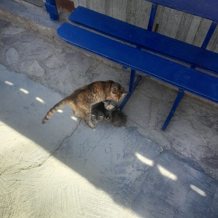 Отдам даром кошку