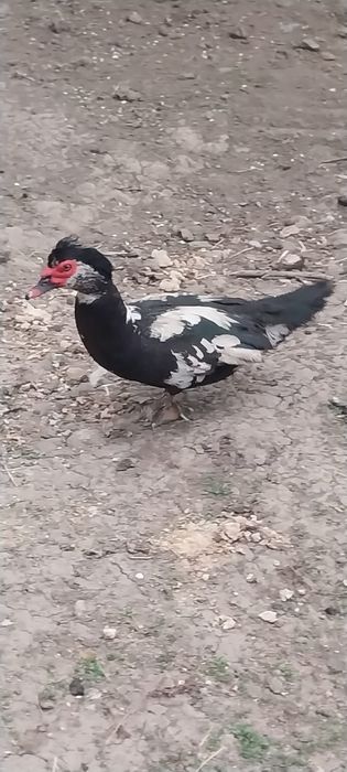 Vand ratoi de anul trecut