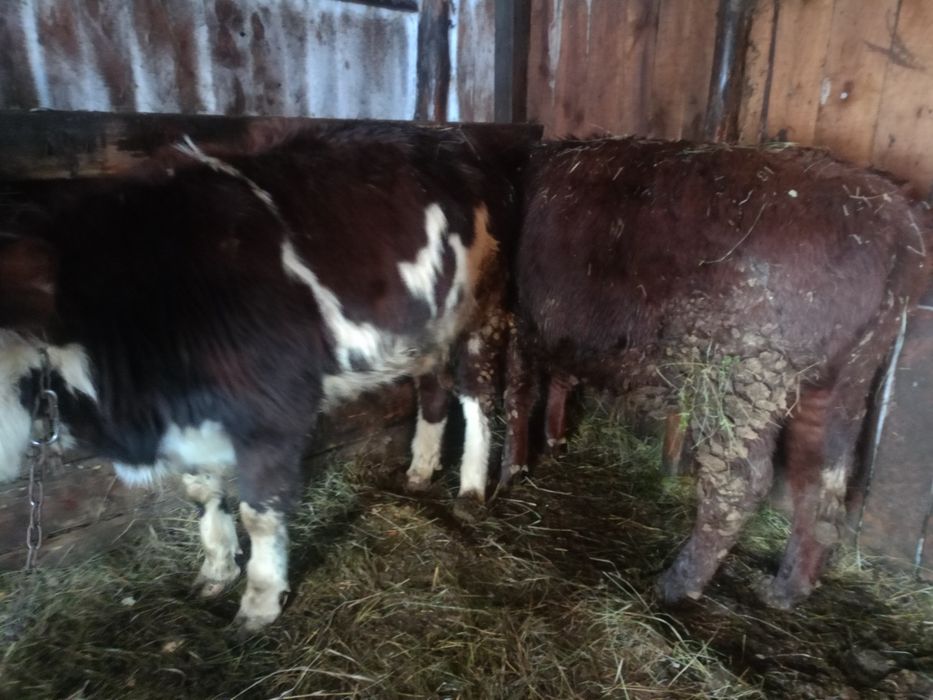 Продам быков с откорма.