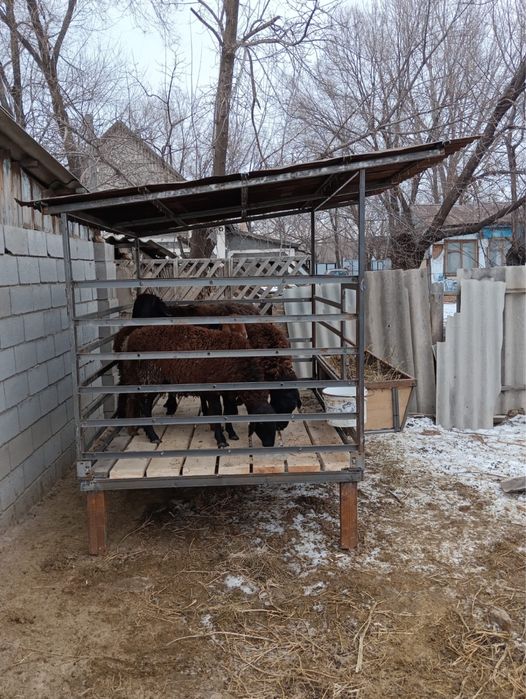 кой кора сатылады