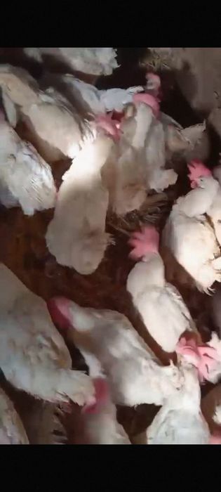 Куры несушки декалбы