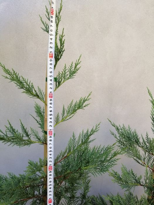 tuia cupressocyparis leylandii