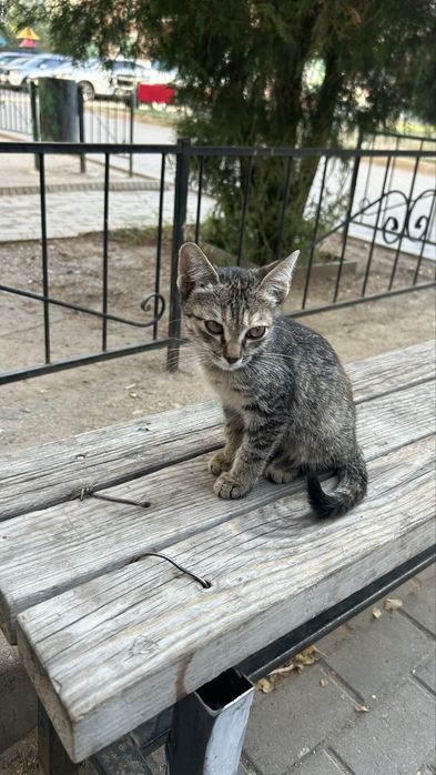 Котенок мальчик приучен к лотку