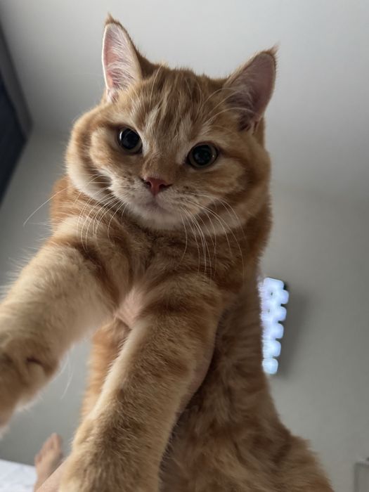 Шиншилла Страйт золотой окрос