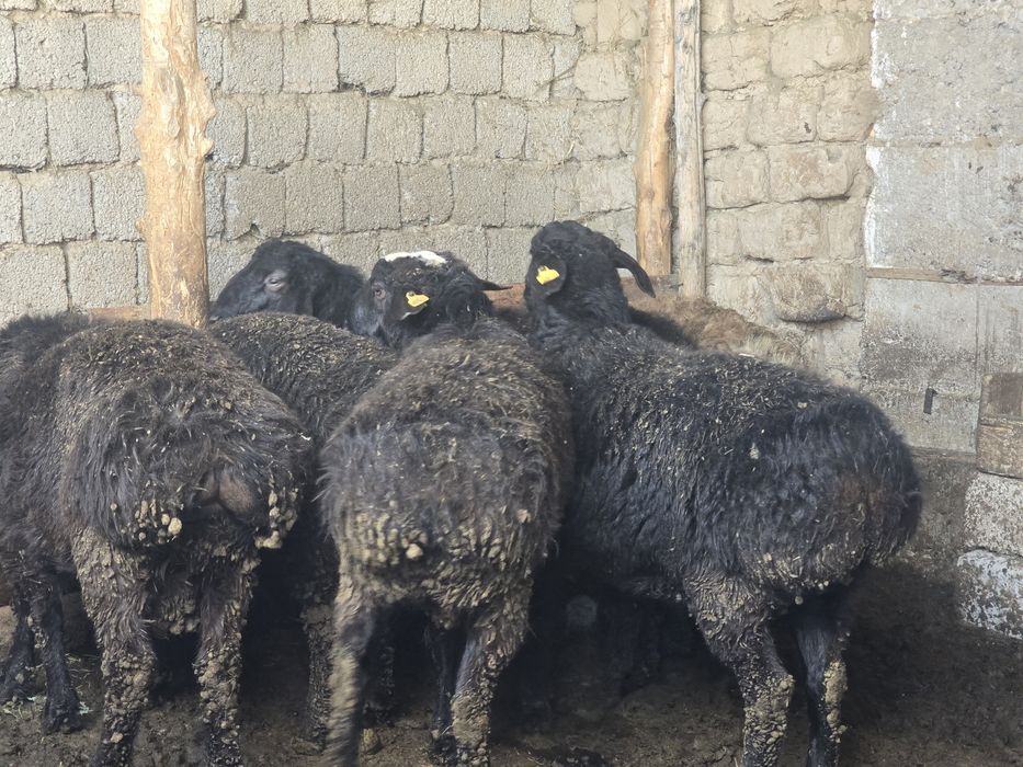 Қошқарлар сатылады жемде тұрған