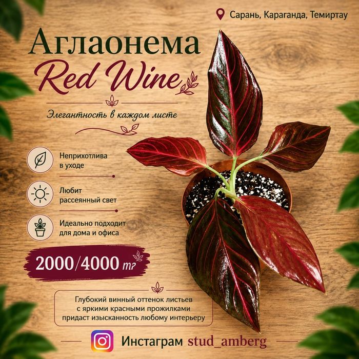 Аглаонема разная  1