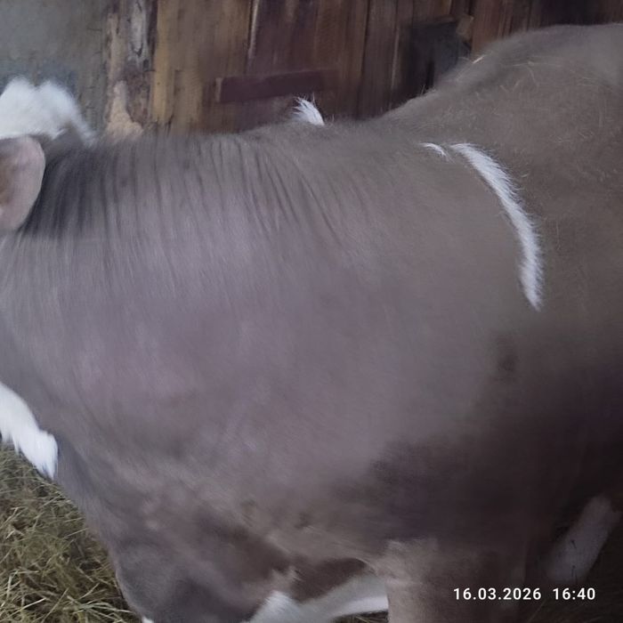 Продам быка на племя