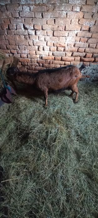 Vînd  sau Schimb Capră Alpină Franceză