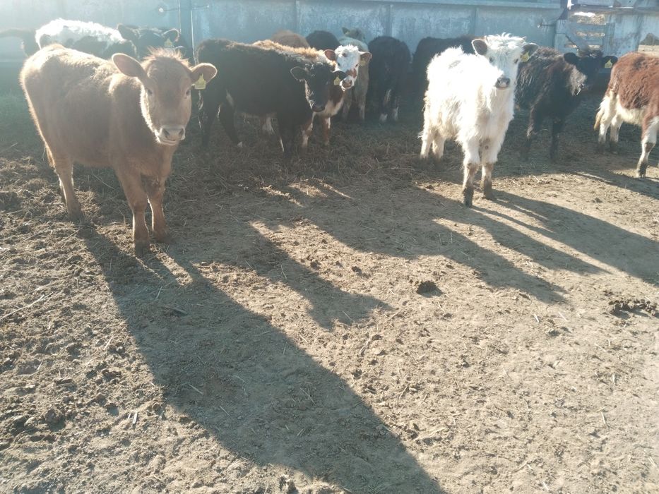 Продам подсос бычков и телят бука