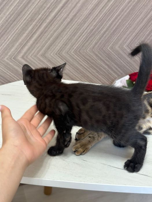 Черный бенгал котенок сатылады