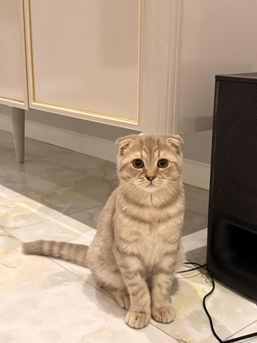 Кот Винсент продается срочно