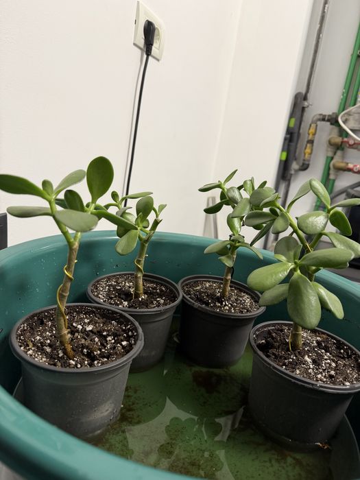 Plante Crassula ovata
