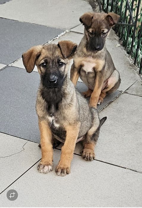 Классные ребята в поисках  хозяина!