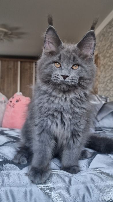 Мейн-кун котёнок