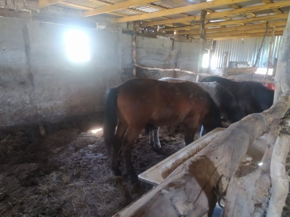 Тай сатылад продаются