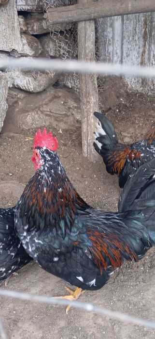 De vânzare cocoș Pitic