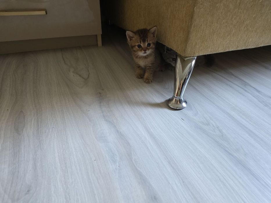 Продаются породистые  котята  шиншилла и скотиш
