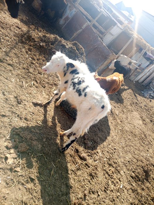 Баспактар бар еркек