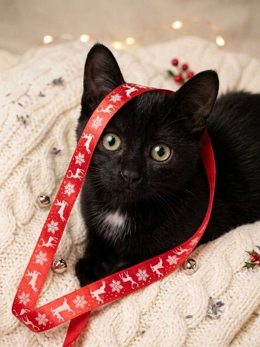 Котенок девочка 3 месяца ищет дом