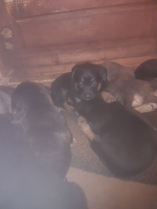 Rasa este lup corcitura