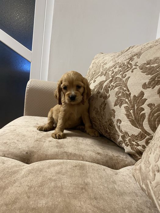 Cocker Spaniel disponibil