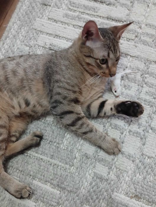 очаровательный котик в добрые руки