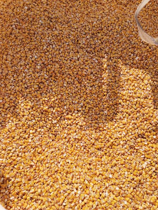 Царевица - Зърно